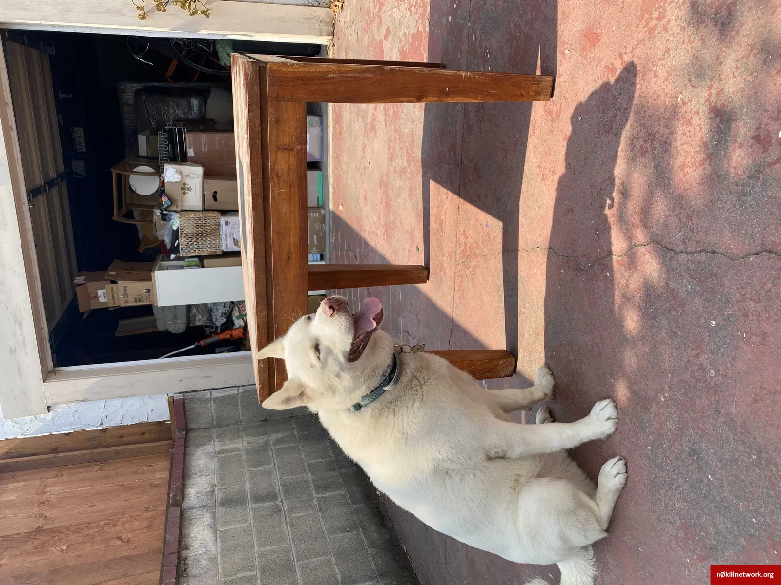 Lost dog in Vallejo, CA, 94590