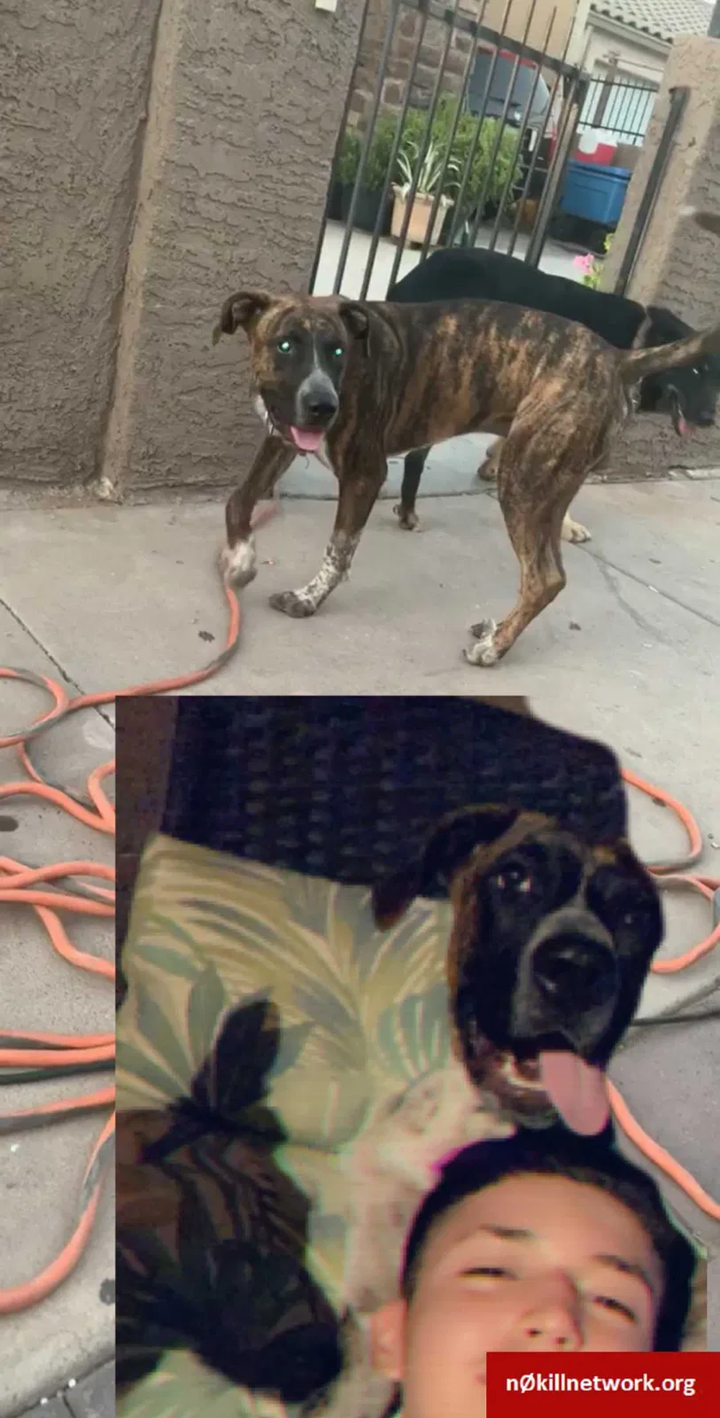 Lost dog in Phoenix, AZ, 85034
