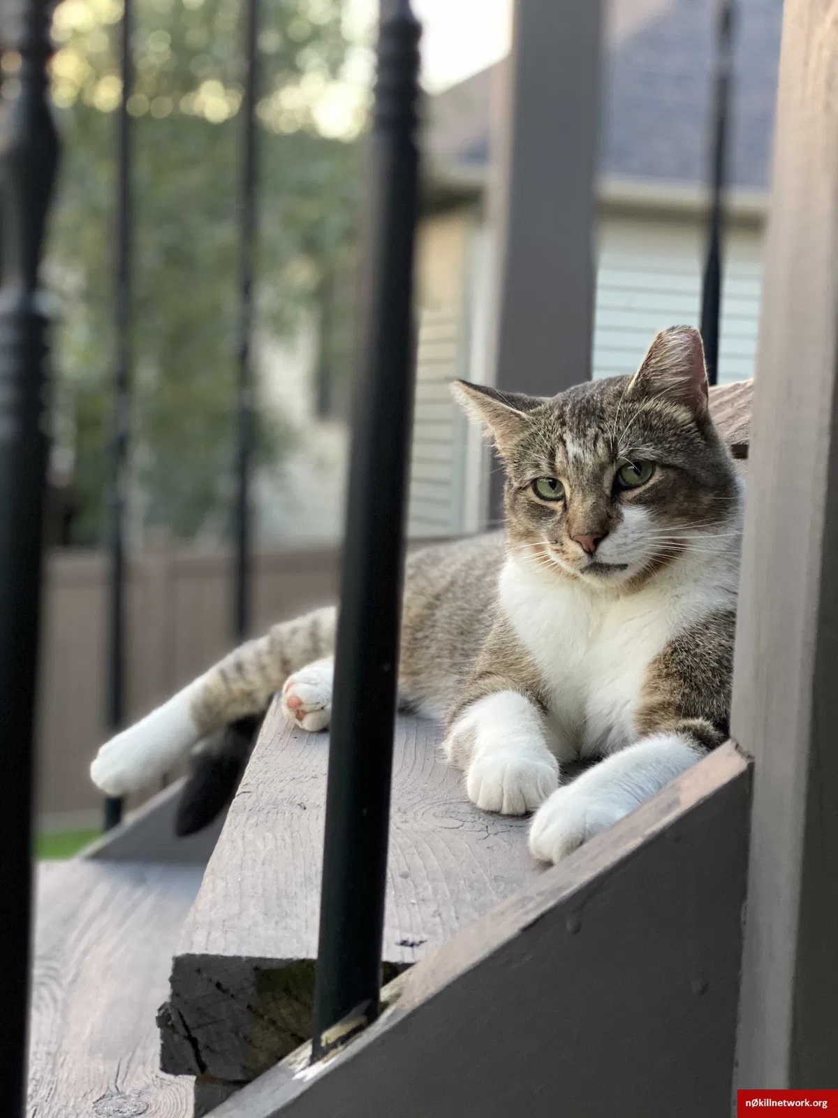 Lost cat in Belvidere, IL, 61008