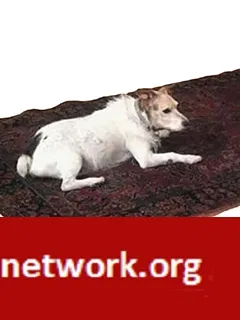 Lost dog in Sacramento, CA, 95819
