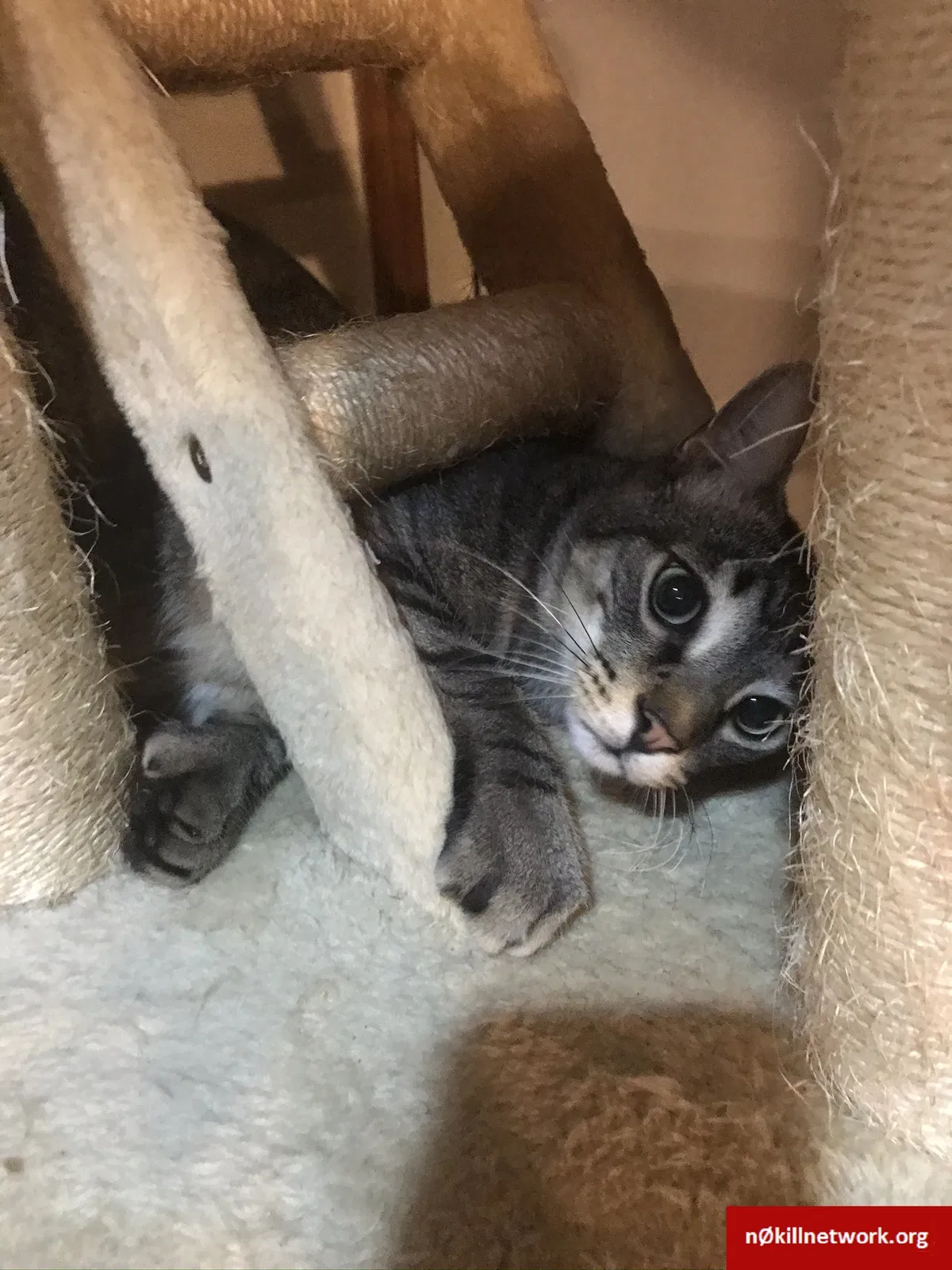 Lost cat in Fort Pierce, FL, 34946