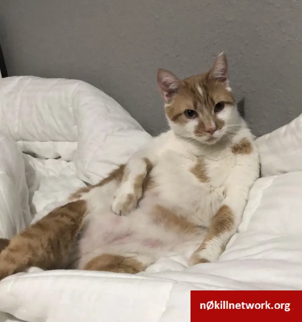 Lost cat in Rockford, IL, 61101