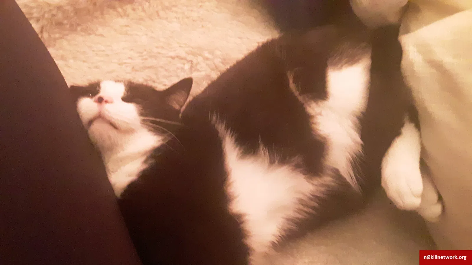 Lost cat in Springfield, OH, 45502