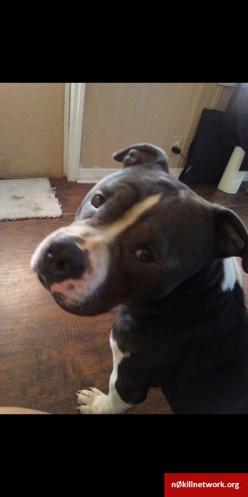Lost dog in Thonotosassa, FL, 33592