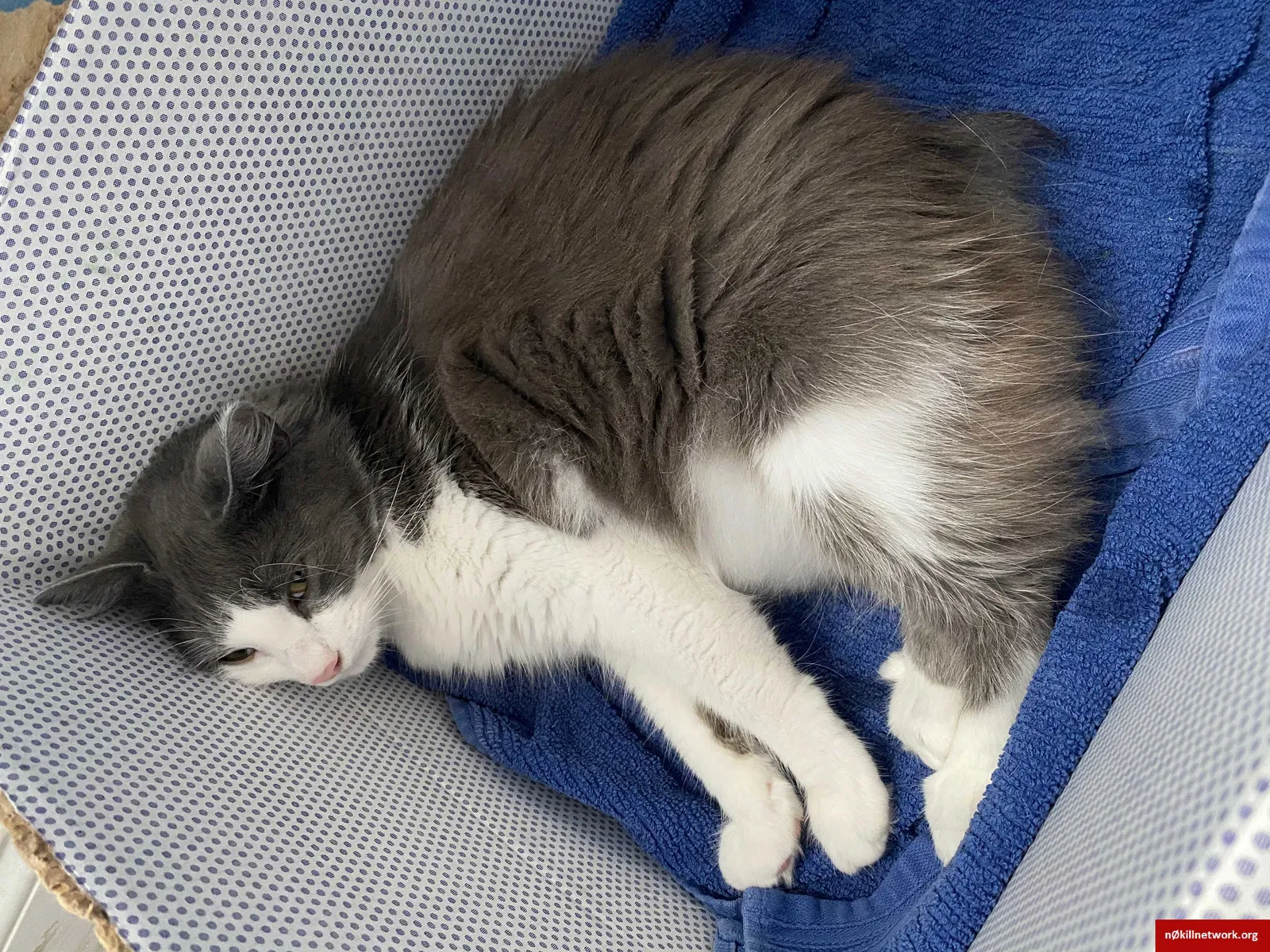 Lost cat in Chattanooga, TN, 37412