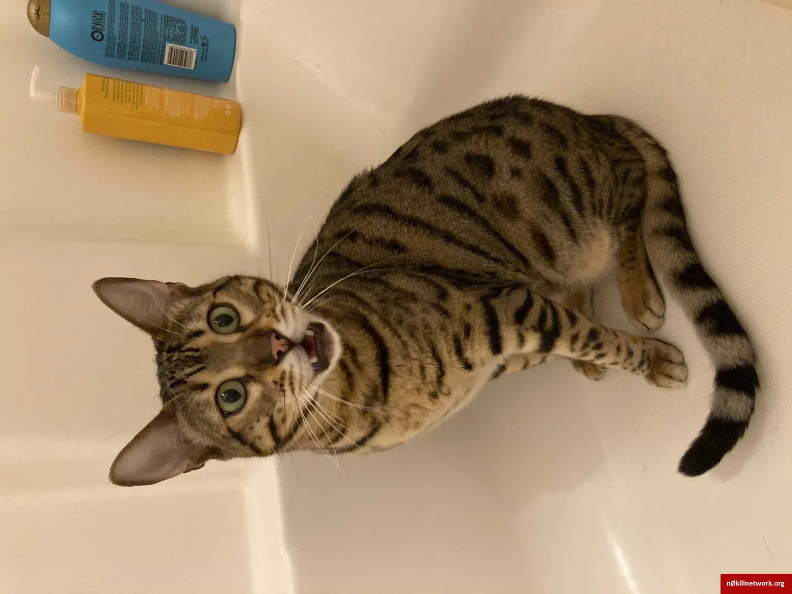 Lost cat in Valdosta, GA, 31602