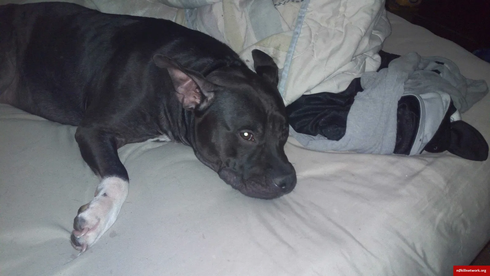 Lost dog in Daytona Beach, FL, 32119