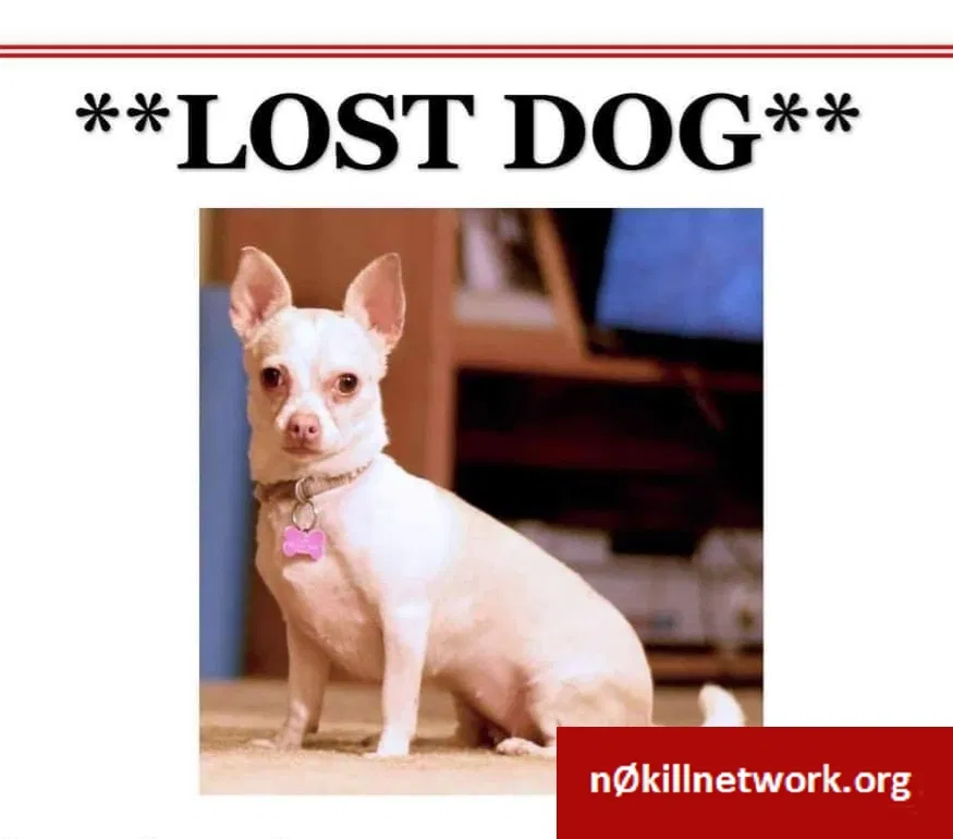 Lost dog in Santa Maria, CA, 93454