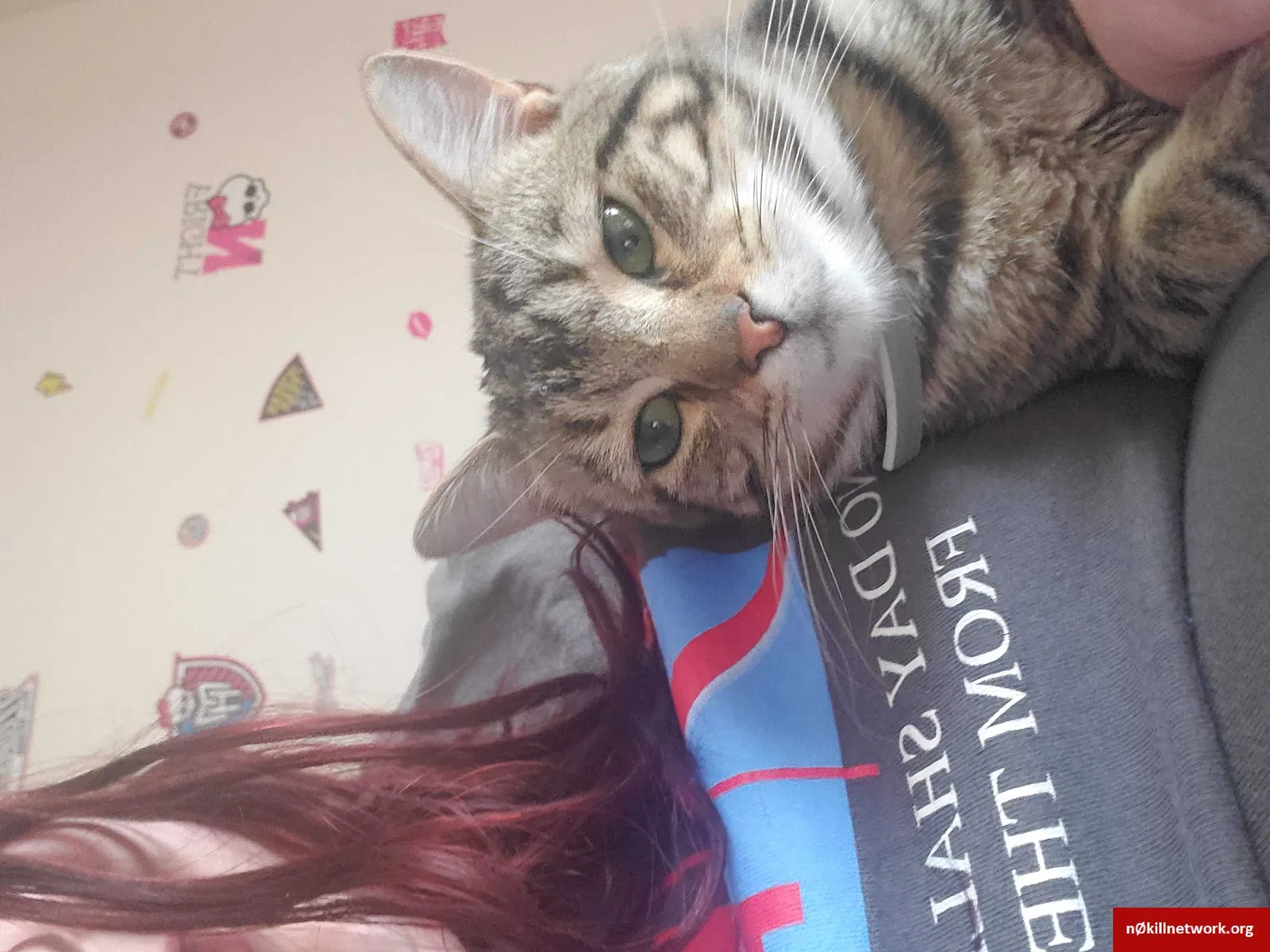 Lost cat in Cleveland, TN, 37323