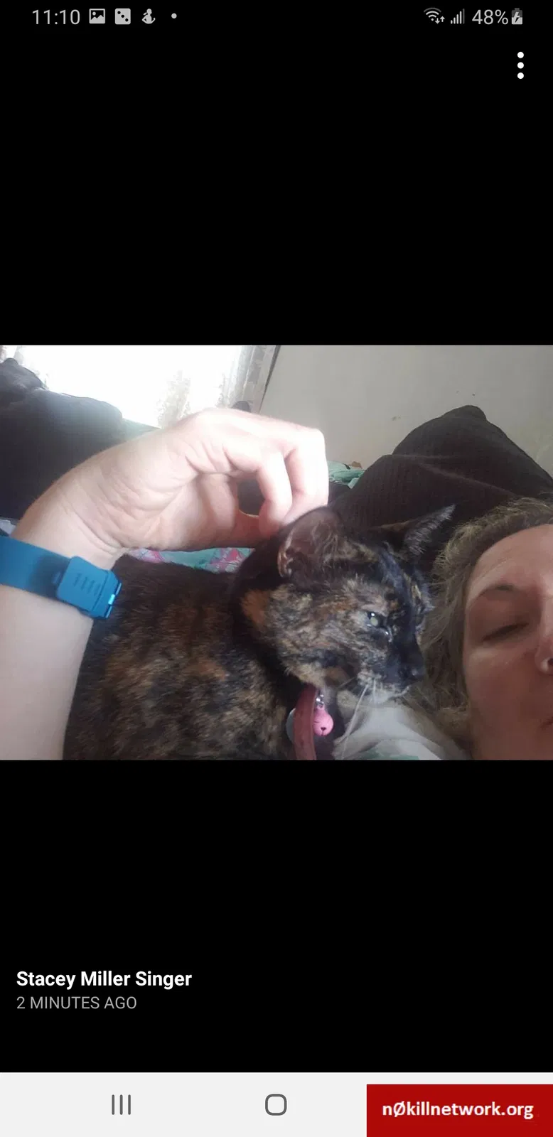 Lost cat in Duncansville, PA, 16635