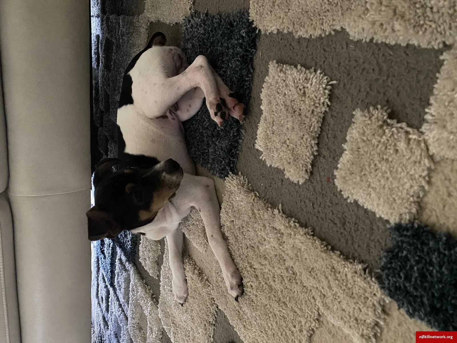 Lost dog in Jacksonville, FL, 32211