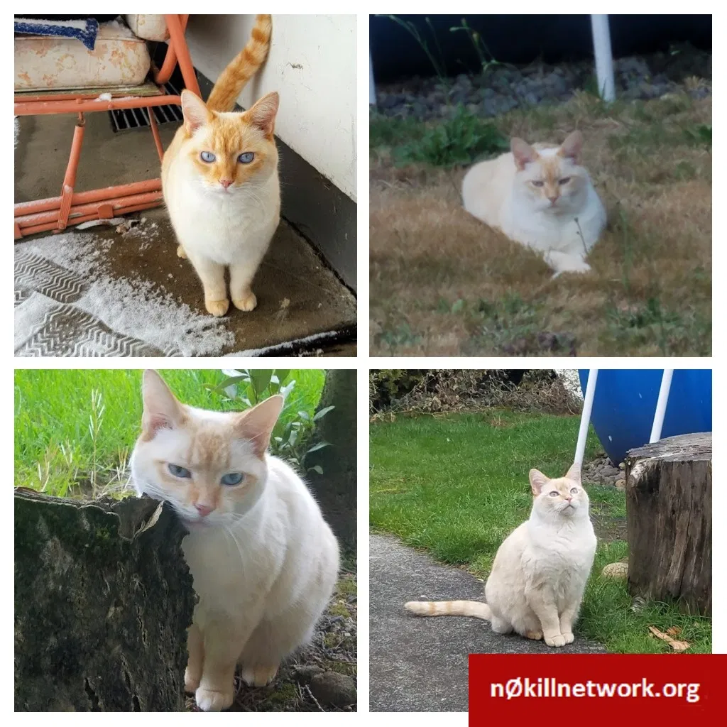 Lost cat in Portland, OR, 97218