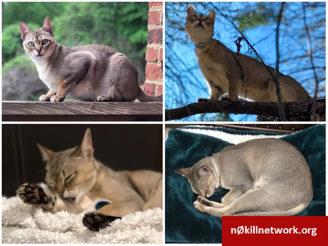 Lost cat in Rome, GA, 30165
