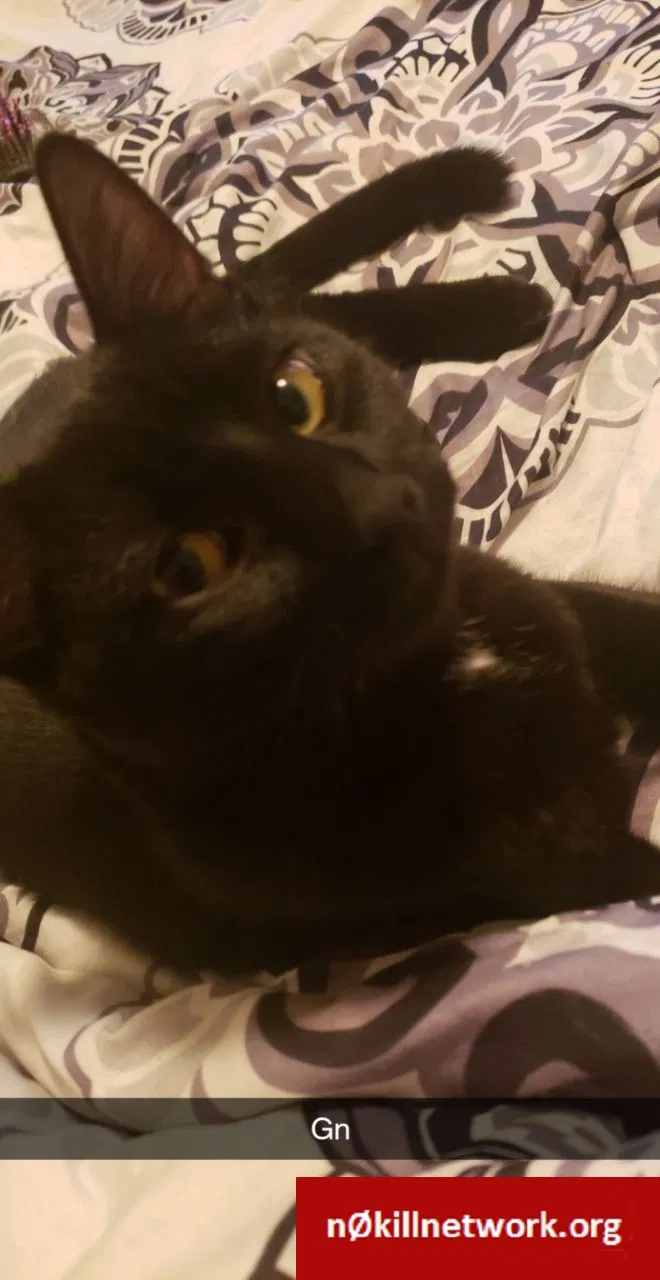 Lost cat in Nooksack, WA, 98276