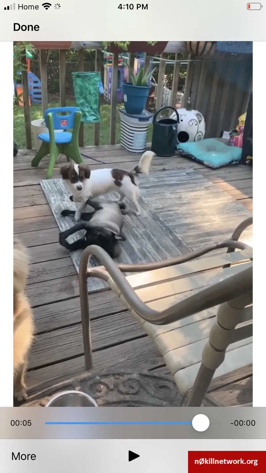 Lost dog in Topeka, KS, 66607
