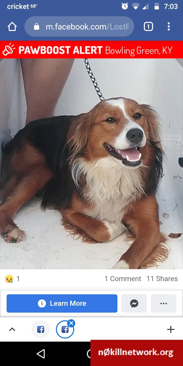 Lost dog in Bowling Green, KY, 42103