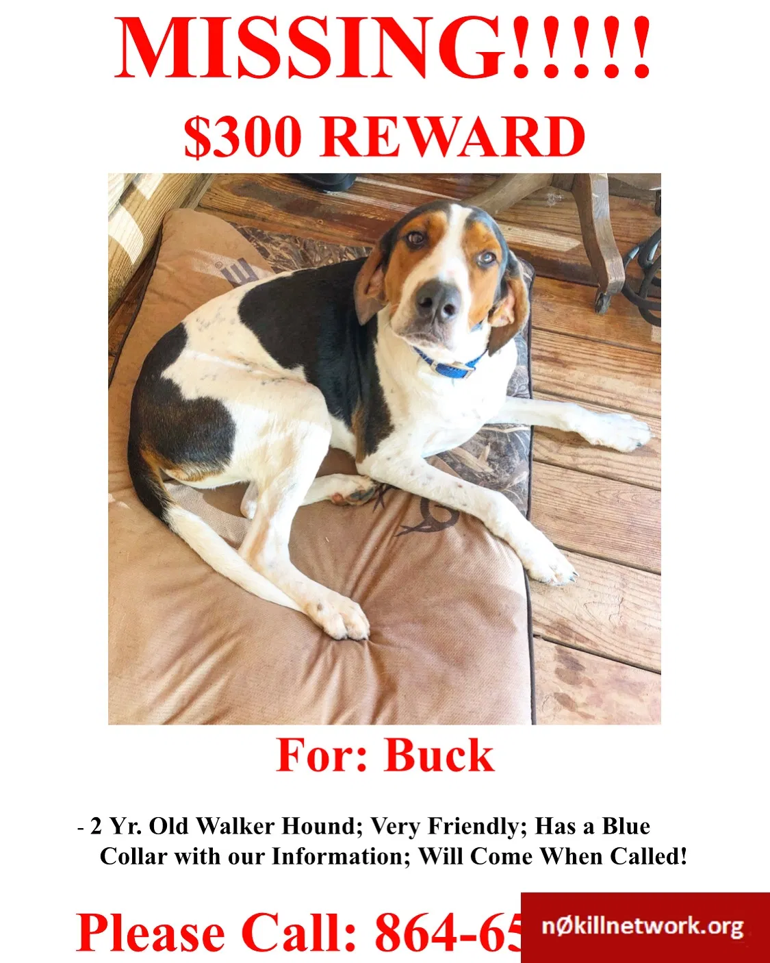 Lost dog in Iva, SC, 29655