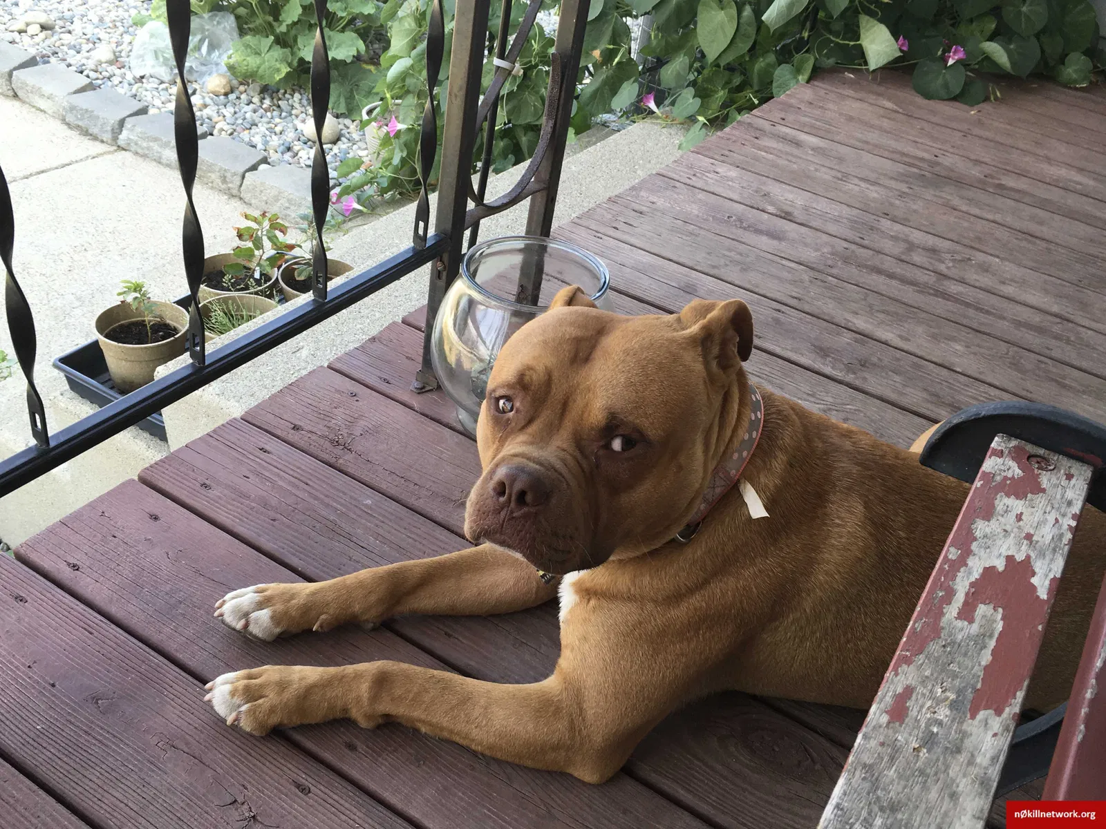 Lost dog in Deerfield, MI, 49238
