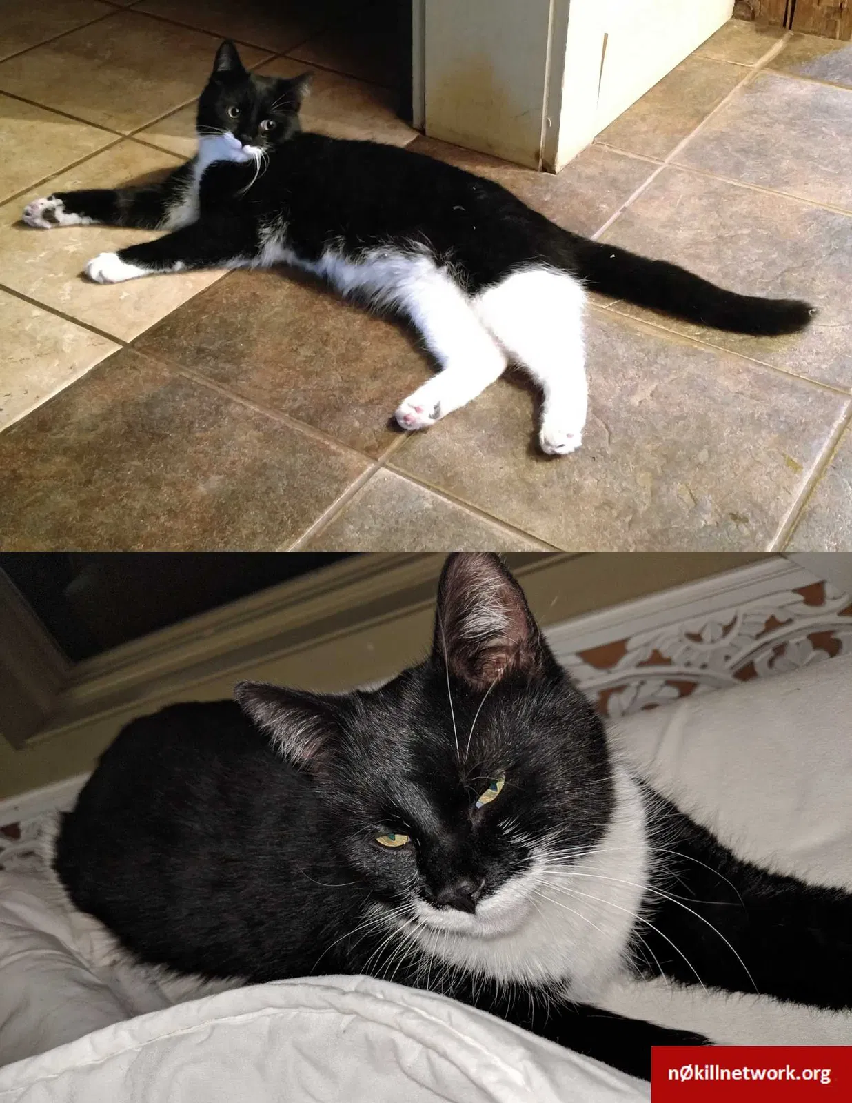 Lost cat in Saratoga Springs, NY, 12866