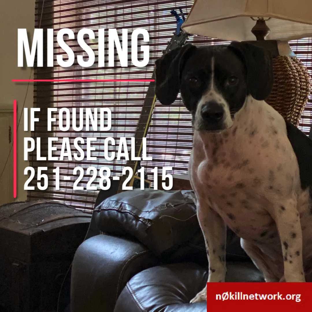 Lost dog in Foley, AL, 36535