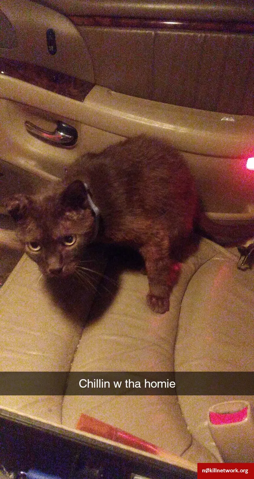 Lost cat in Olathe, KS, 66061