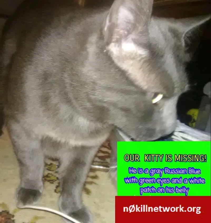 Lost cat in Shasta Lake, CA, 96019