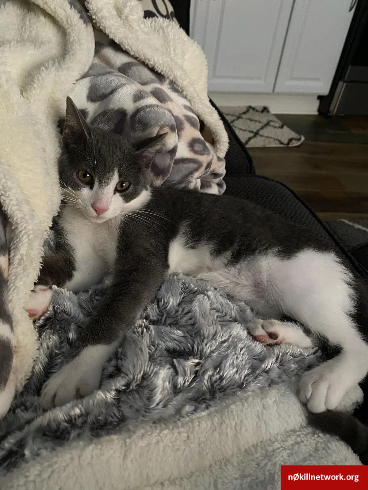 Lost cat in Depew, NY, 14043