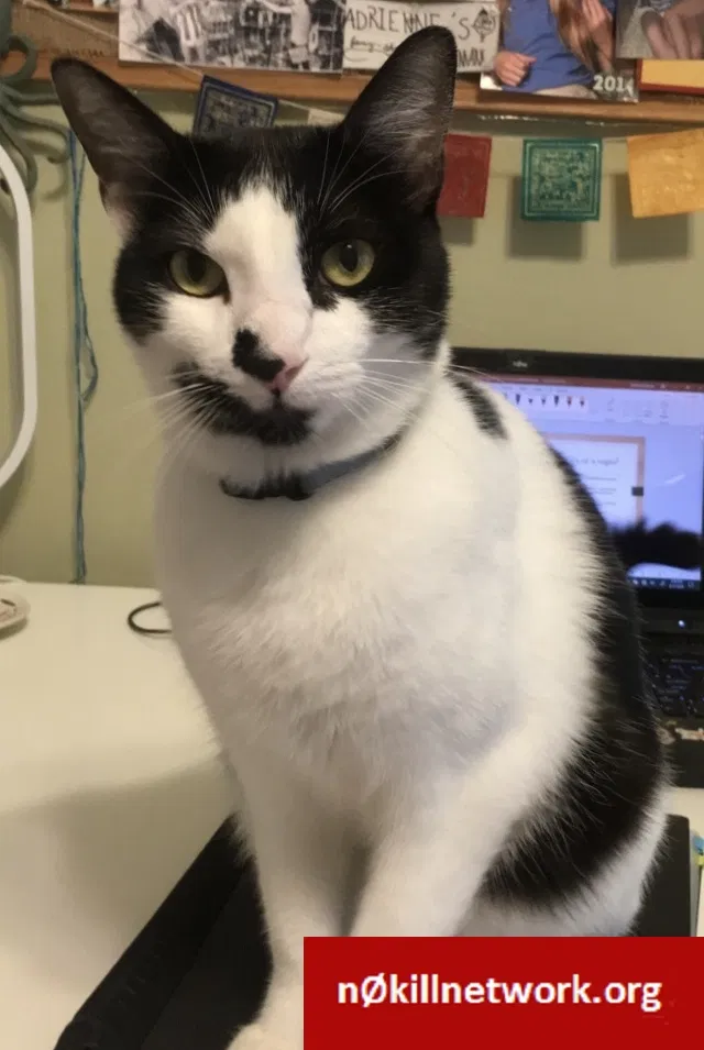 Lost cat in Houston, TX, 77005