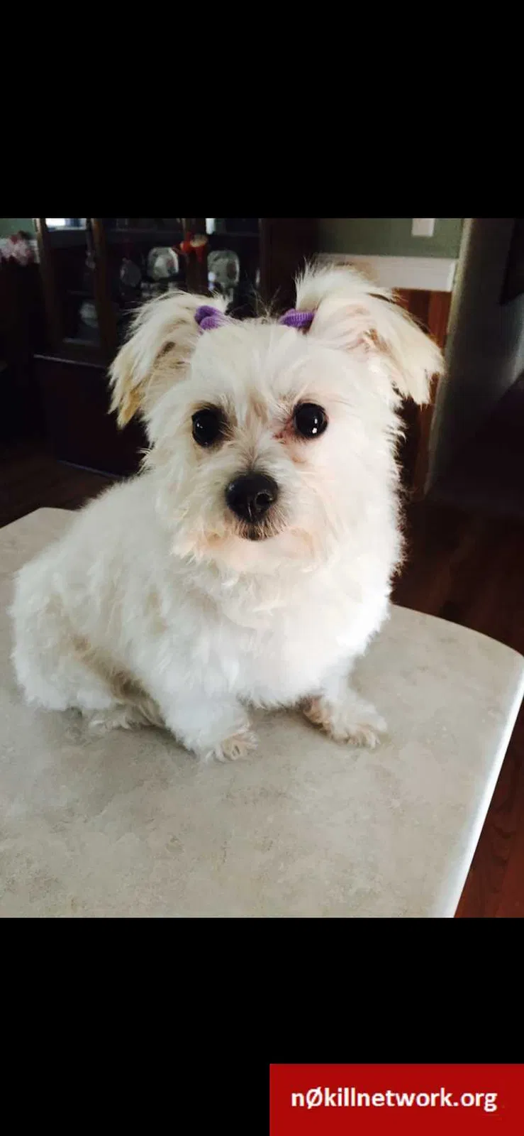 Lost dog in Charlotte, NC, 28227