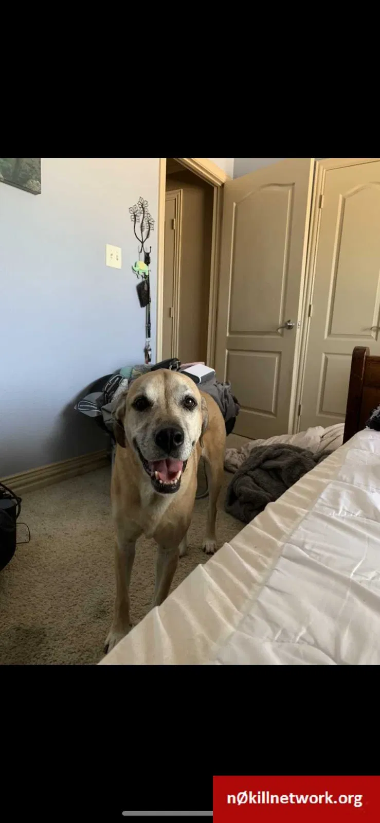 Lost dog in Keller, TX, 76248