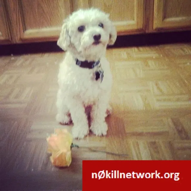 Lost dog in Chicago, IL, 60618