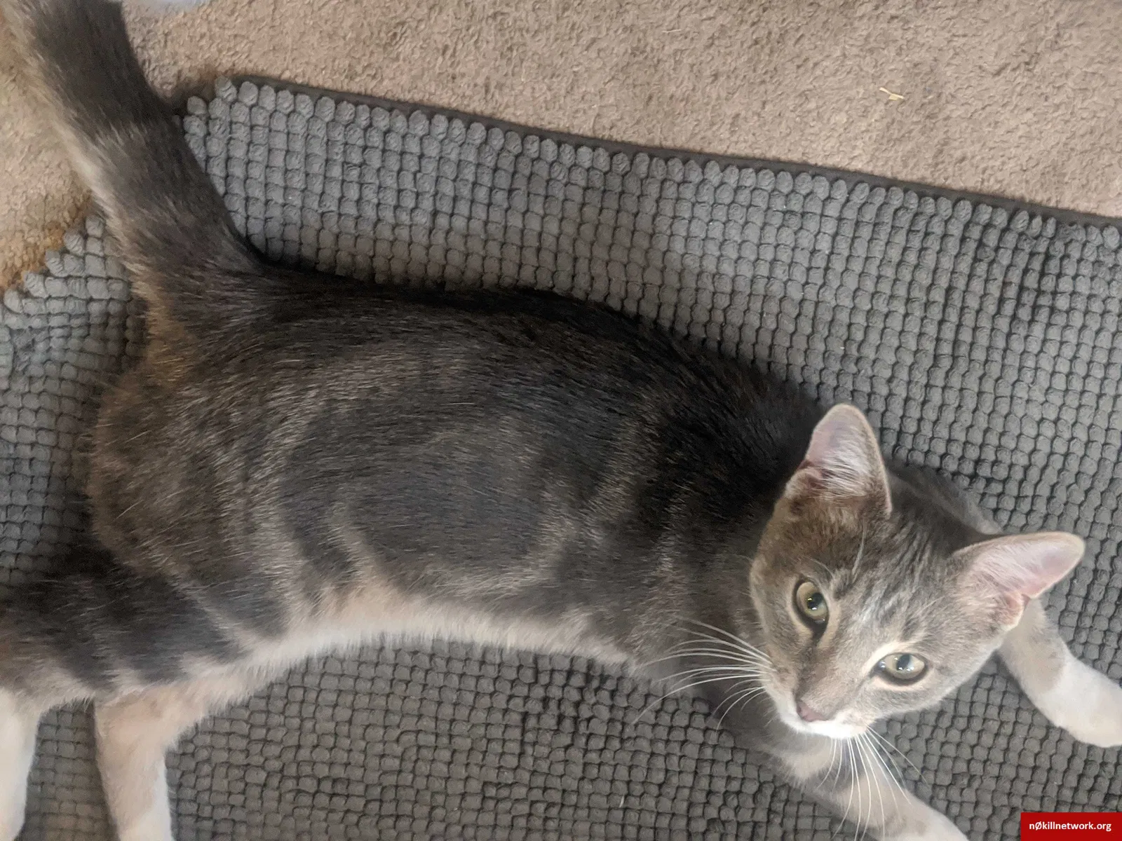 Lost cat in Rochester, MN, 55901