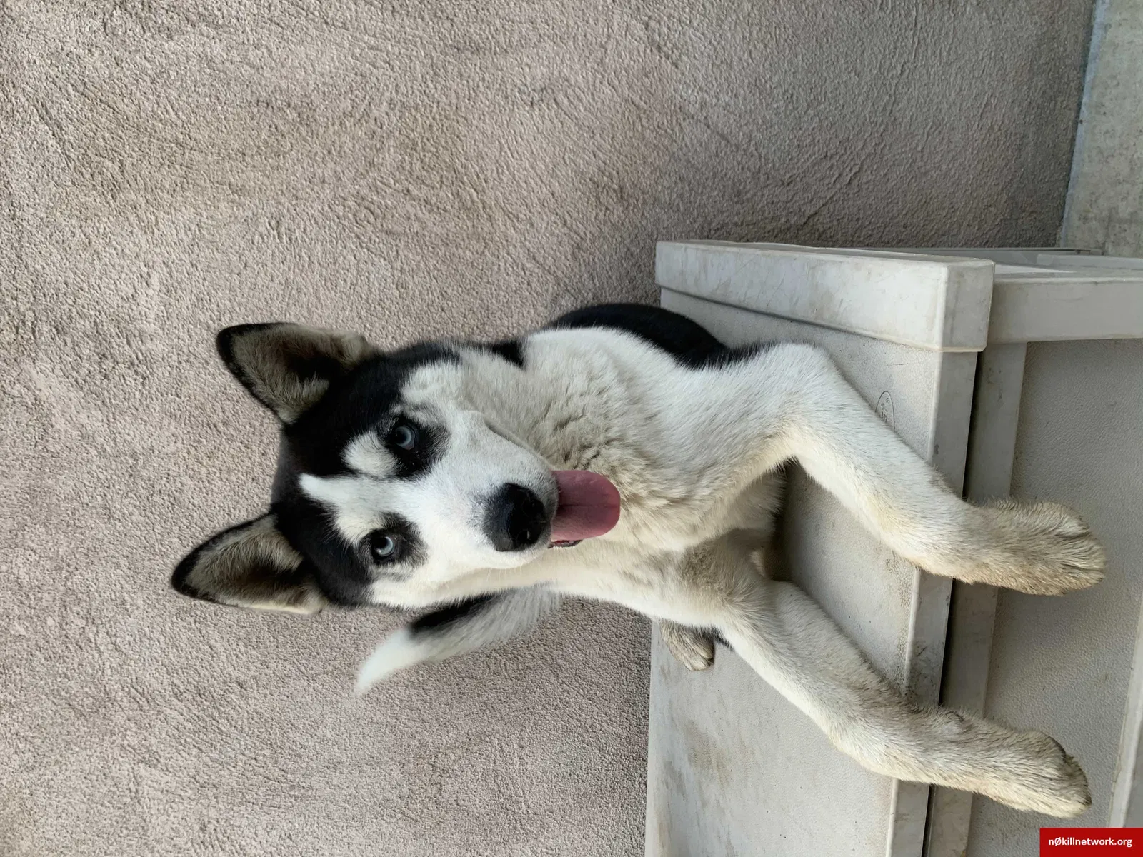 Lost dog in Riverside, CA, 92504