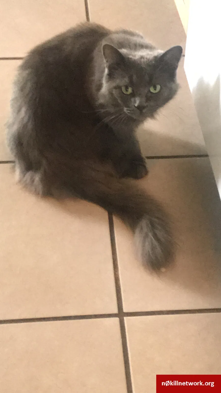 Lost cat in Batavia, OH, 45103