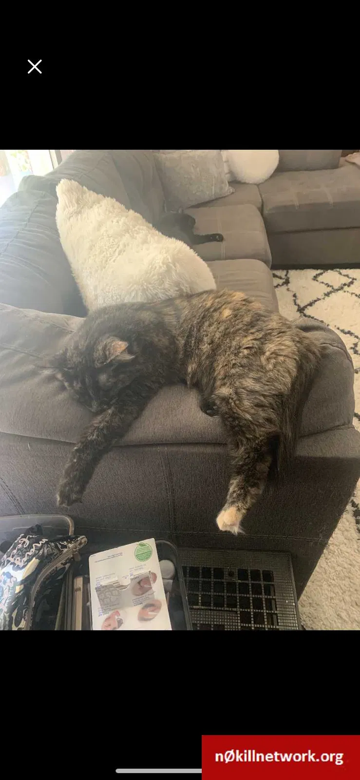 Lost cat in Fort Worth, TX, 76118