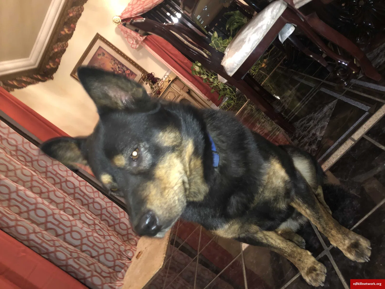 Lost dog in Phoenix, AZ, 85043