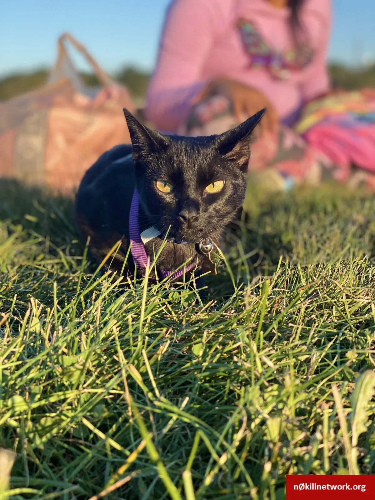 Lost cat in West New York, NJ, 7093