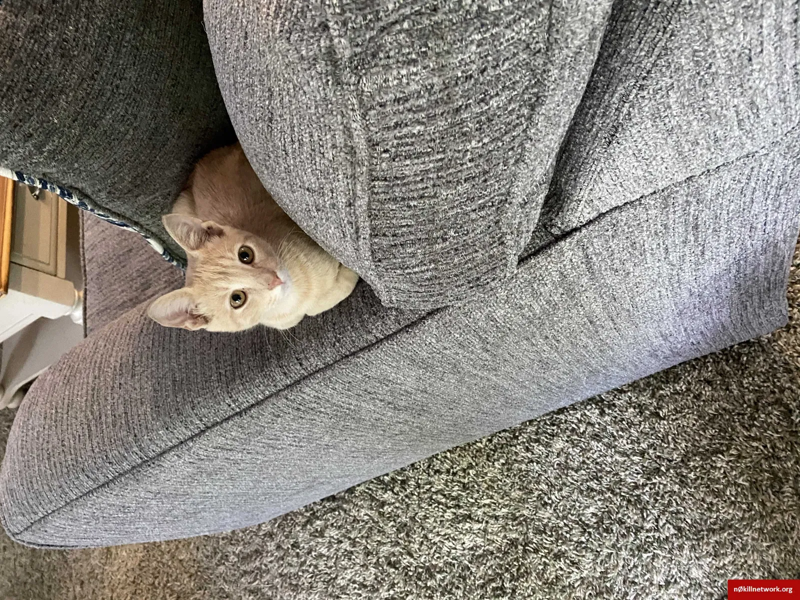 Lost cat in Birmingham, AL, 35205