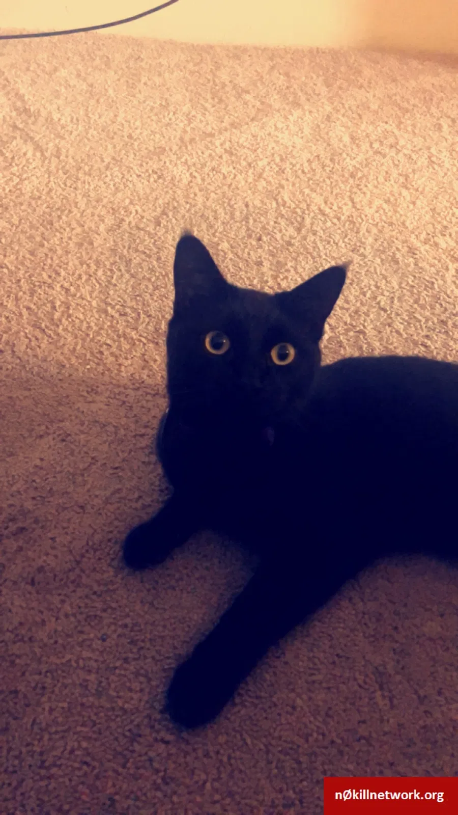 Lost cat in Albuquerque, NM, 87121
