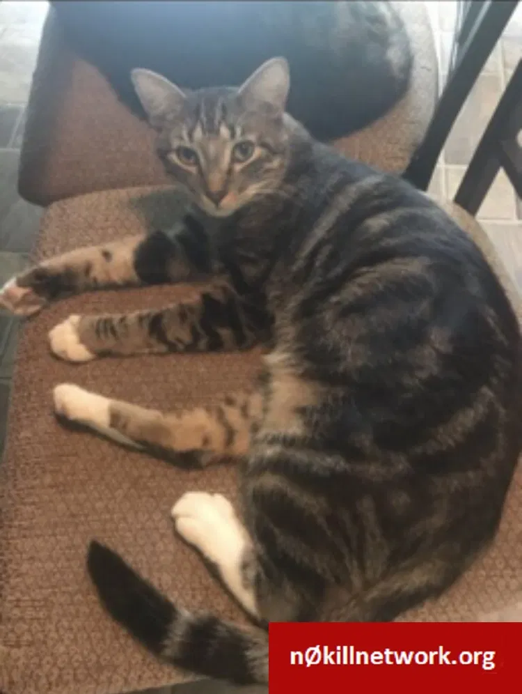 Lost cat in Raleigh, NC, 27603