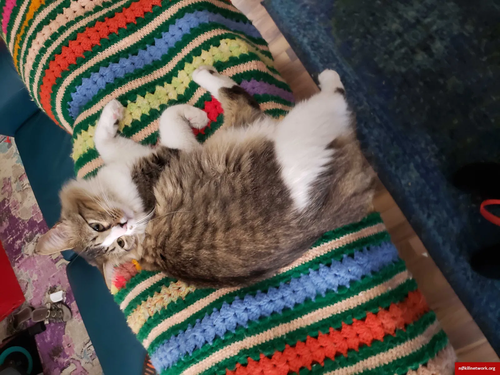 Lost cat in San Antonio, TX, 78247