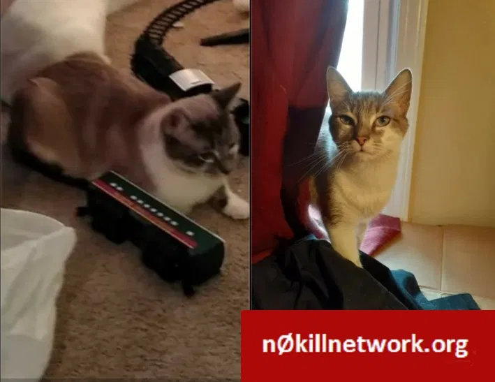 Lost cat in Simpsonville, SC, 29680