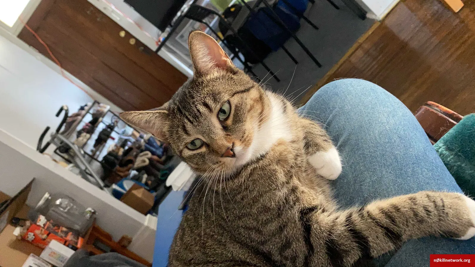 Lost cat in Buffalo, NY, 14214