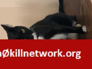 Lost cat in Penryn, CA, 95663