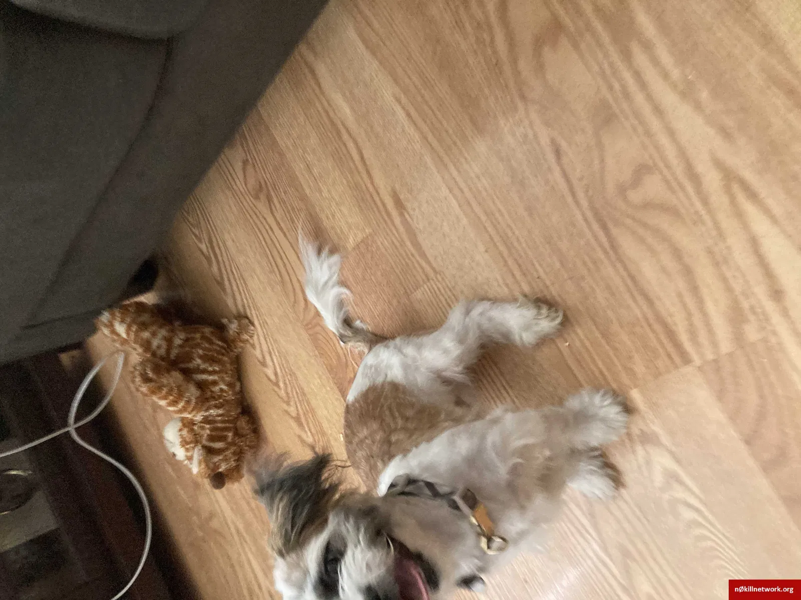 Lost dog in Albany, NY, 12206