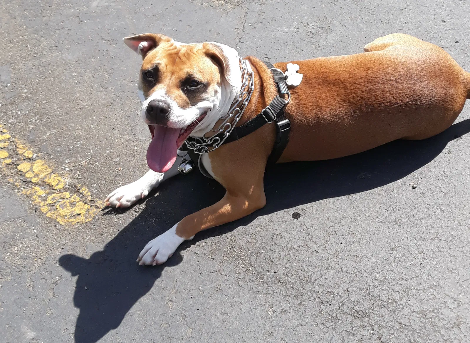 Lost dog in Seattle, WA, 98188