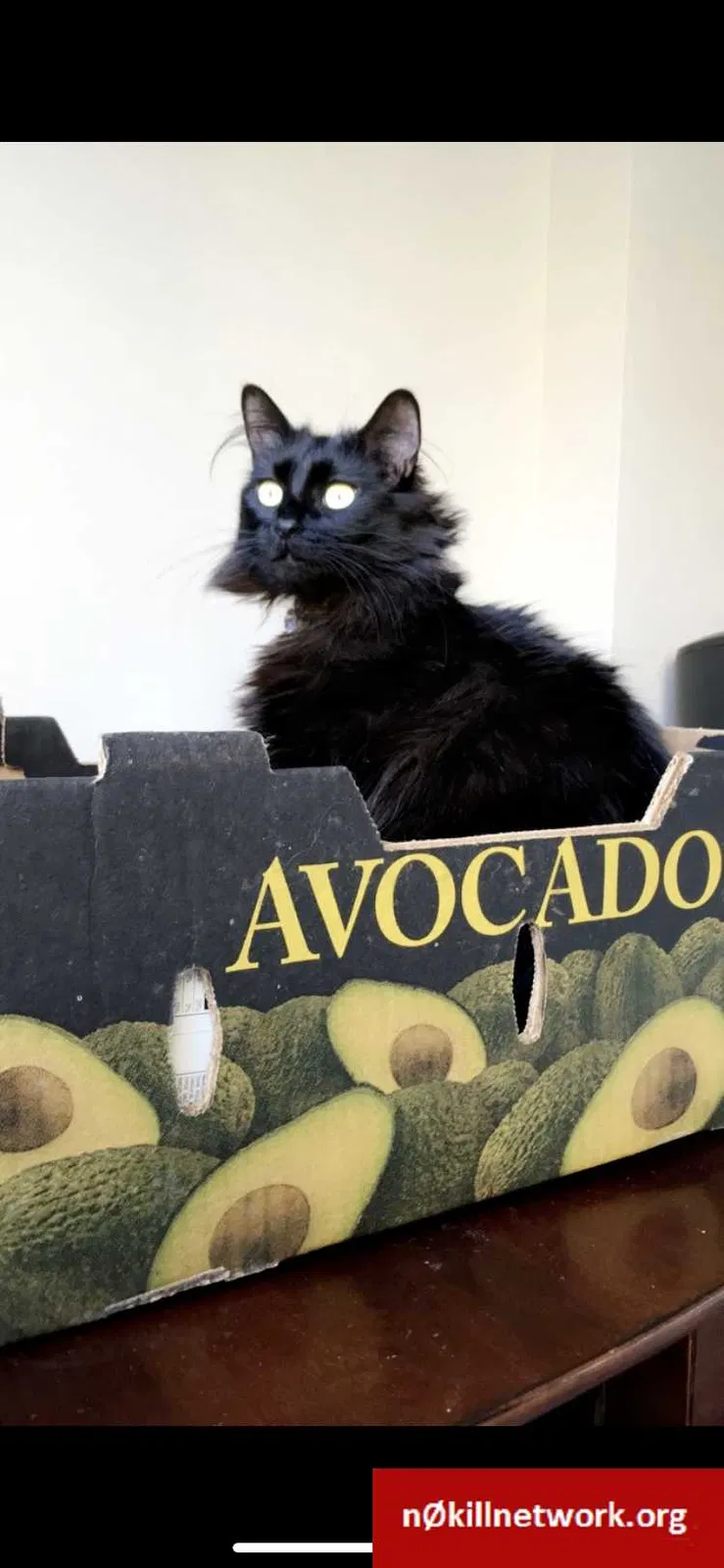 Lost cat in San Diego, CA, 92103