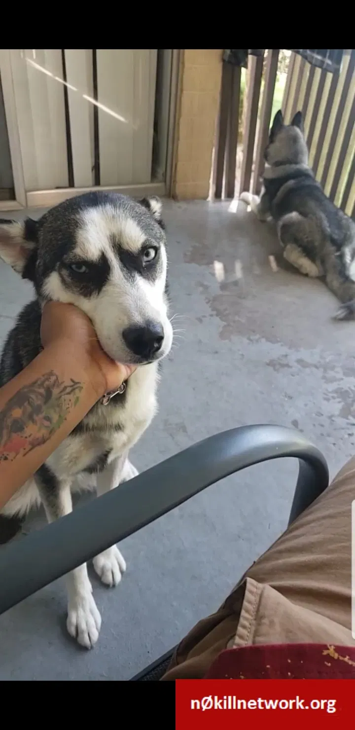 Lost dog in Fort Wayne, IN, 46835