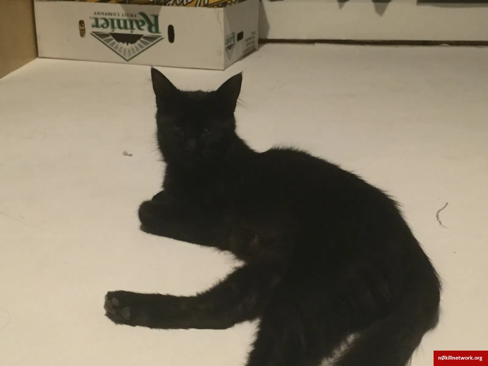 Found cat in Parker, CO, 80138