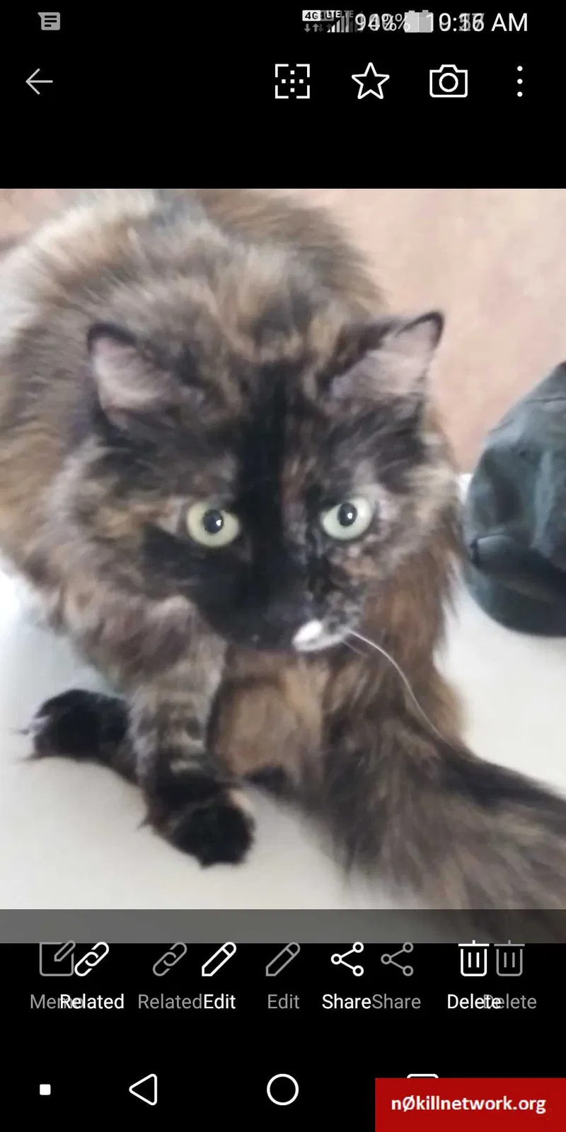Lost cat in Cantonment, FL, 32533